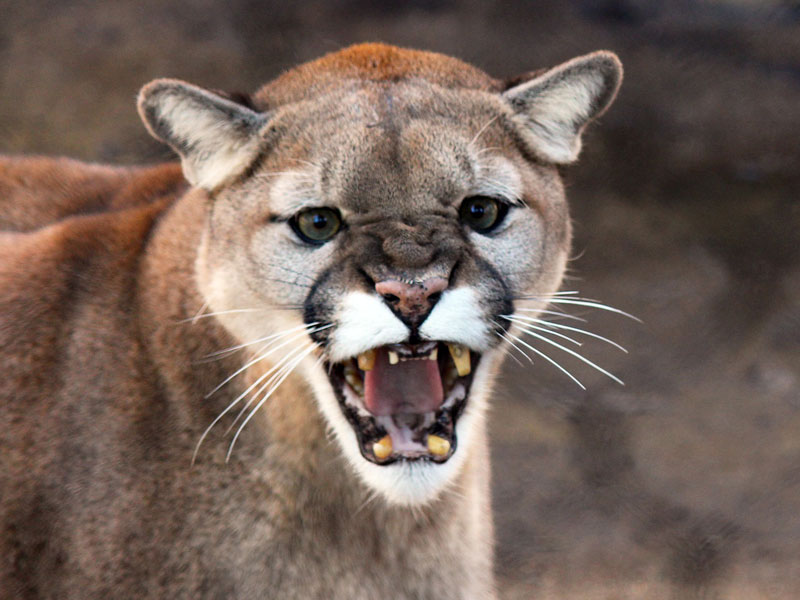 Travis Kauffman Colorado Man Kills Mountain Lion With His Bare Hands