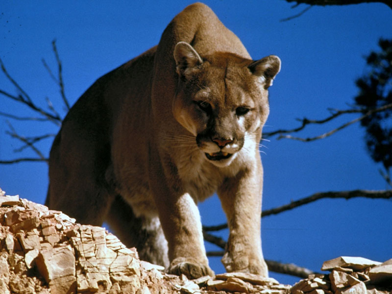 Travis Kauffman Colorado Man Kills Mountain Lion With His Bare Hands