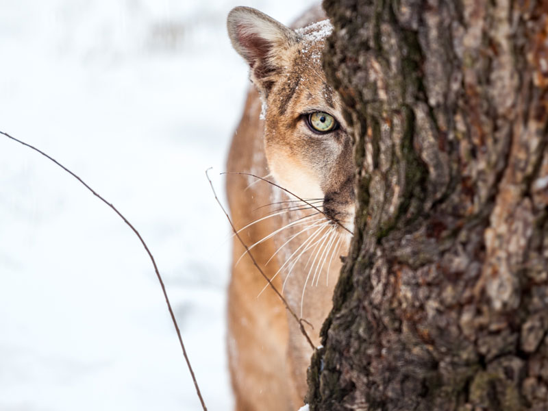 Travis Kauffman Colorado Man Kills Mountain Lion With His Bare Hands