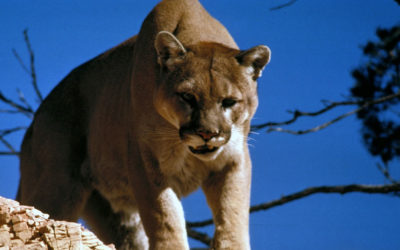 Colorado Man Reveals How He Killed a Mountain Lion with His Bare Hands to Save His Life