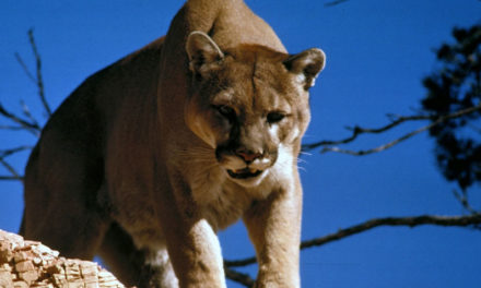 Colorado Man Reveals How He Killed a Mountain Lion with His Bare Hands to Save His Life