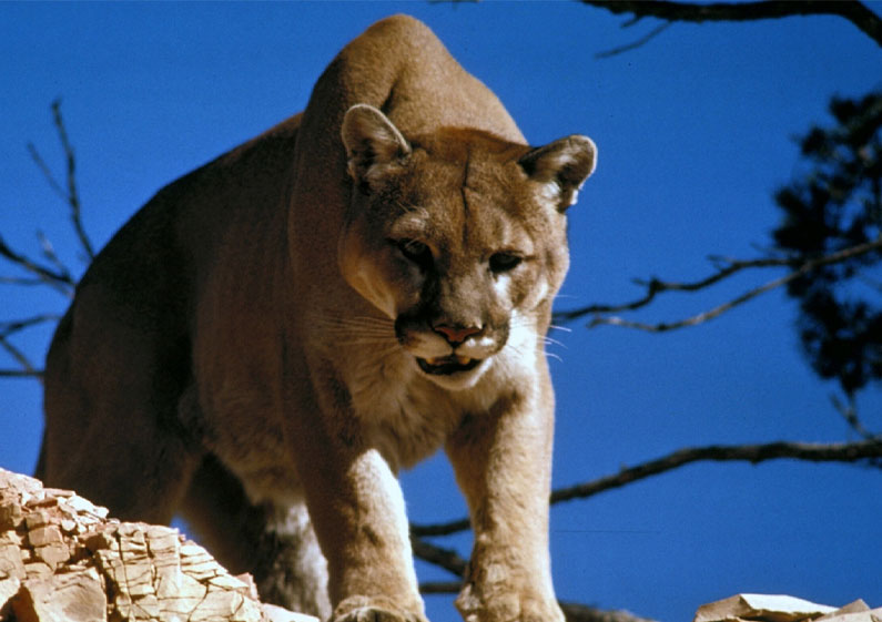 Colorado Man Reveals How He Killed a Mountain Lion with His Bare Hands to Save His Life